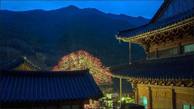 봄의 전령인 화엄사 화엄매를 찾아서