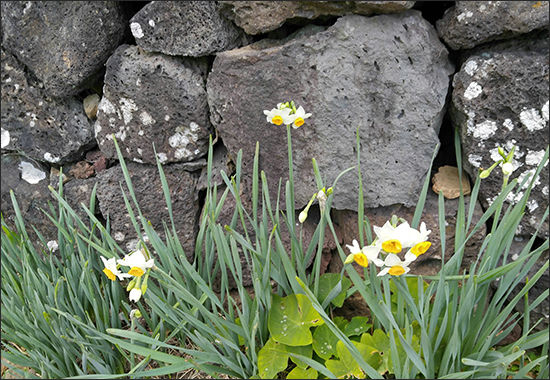 추사관 뜰에 핀 수선화
