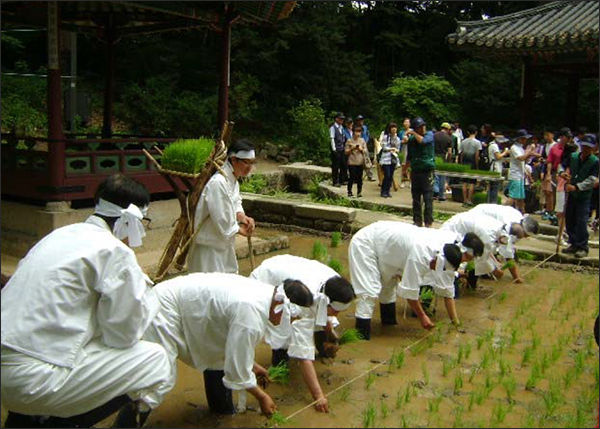 2016 창덕궁 모내기 행사