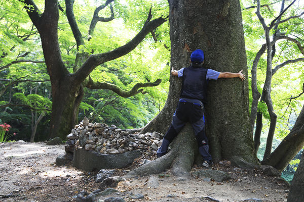 문수사 오르는 길의 거대한 느티나무