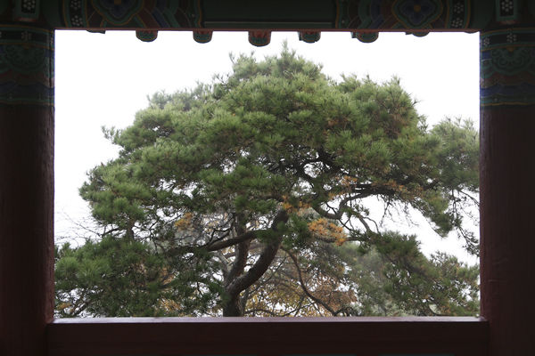 백화정에서 본 소나무, 안개가 끼어서 백마강은 보이지 않는다.