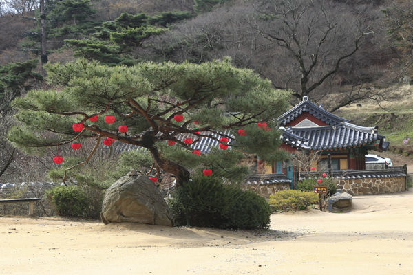 연꽃등이 달린 소나무와 전각