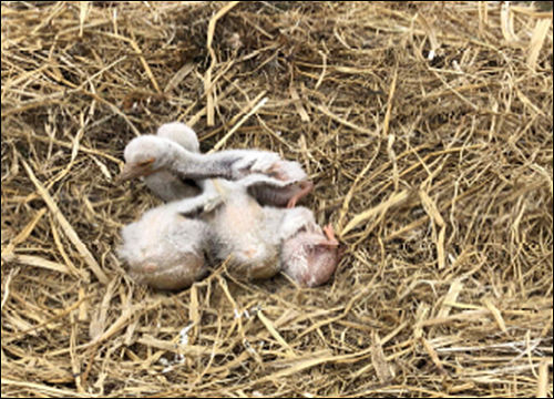 최근 부화한 황새 새끼 다섯 마리의 모습