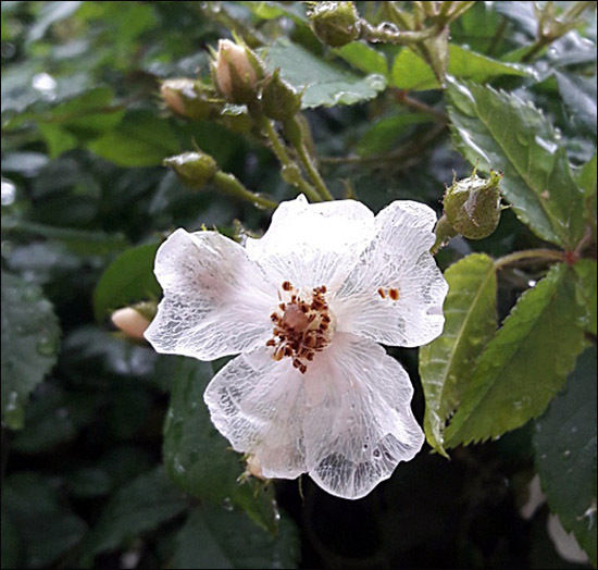 이슬 머금은 찔레꽃