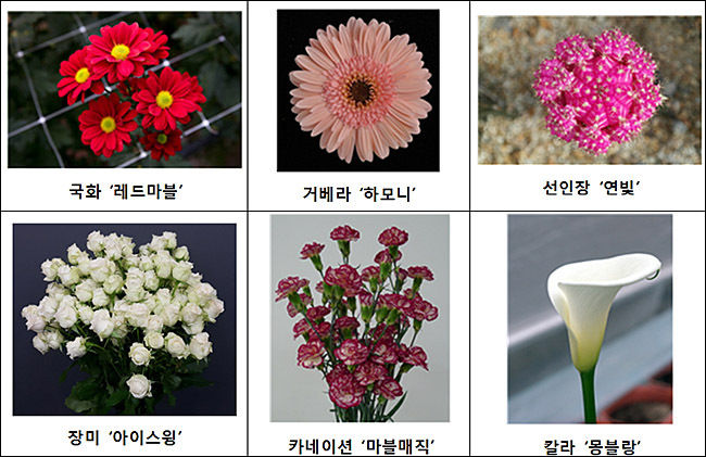 전시 예정 꽃 종류별 대표 품종