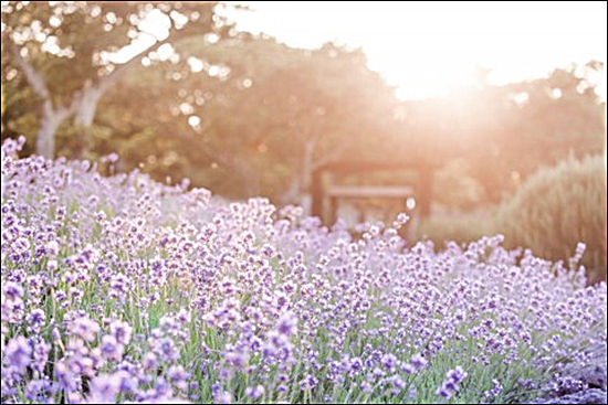 다양한 허브와 꽃을 볼 수 있는 제주 허브동산의 라벤더 축제