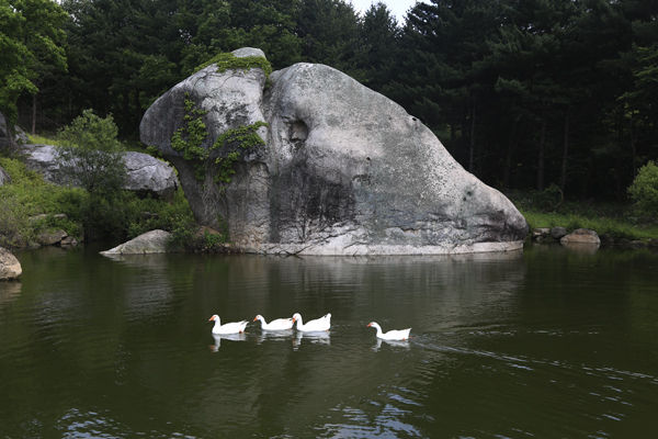 공림사 연지와 백조