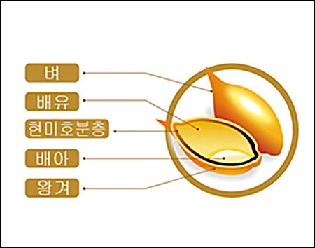 흑미 구조