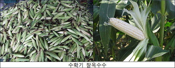 수확기 찰옥수수 사진