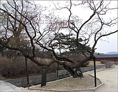 창경궁에서 자라는 나무들