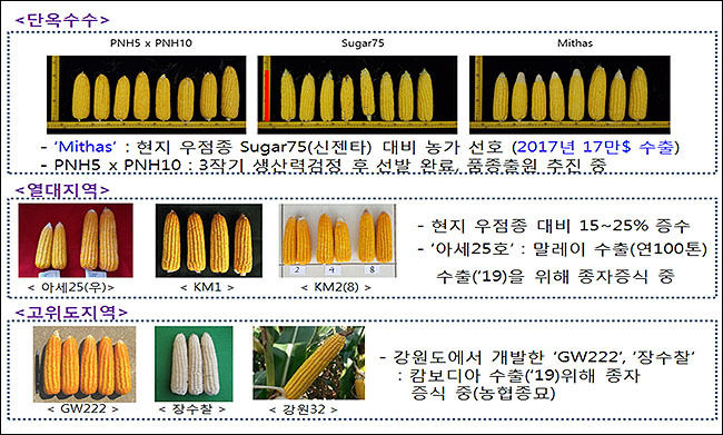 GSP를 통해 개발한 옥수수 품종
