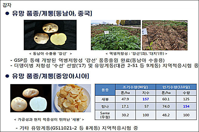 GSP를 통해 개발한 감자 품종