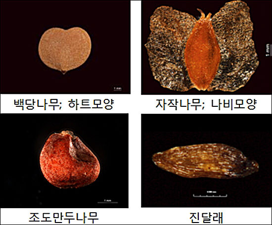씨앗의 여러 가지 형태 사진