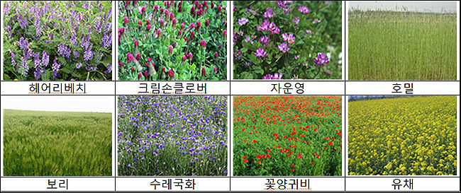 대표적인 경관 겸용 풋거름 작물 사진