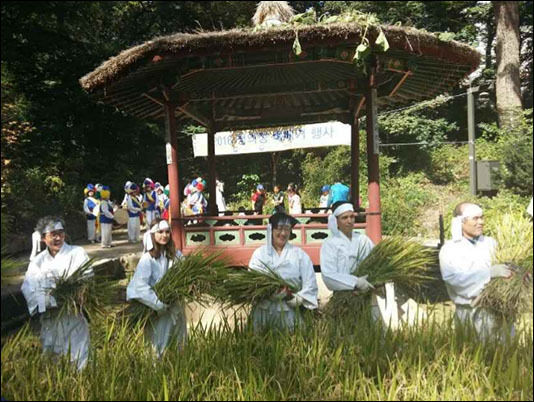 지난해 청의정 논에서 열린 벼베기 행사