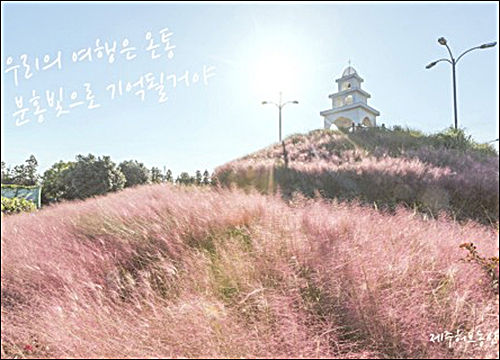 제주허브동산의 핑크뮬리 와 종탑