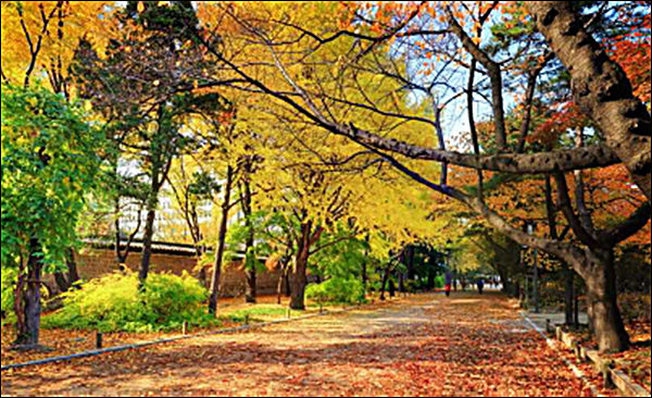 덕수궁 입구 가을 전경