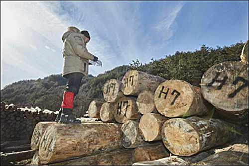 조선통신사선 재현선 제작 당시 목재 선별 현장(강원도 삼척시)
