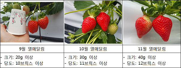 '고슬'과 '여름딸기' 견주기