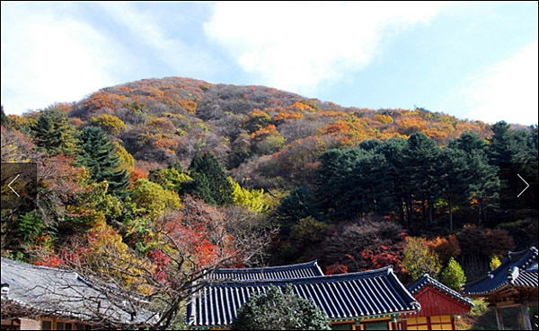 천연기념물 제463호 “고창 문수사 단풍나무 숲”(문화재청 제공)