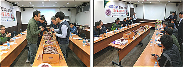 고구마 신품종 ‘진율미’, ‘단자미’ 평가회(시식ㆍ외관 평가)-왼쪽 / 고구마 신품종 ‘진율미’, ‘단자미’ 평가회(심층토론)
