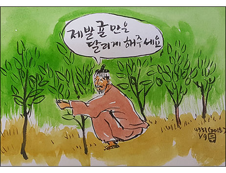 조선시대 귤 농사짓는 제주도 농민들은 귤이 잘 달리게 해달라고 빌거나 귤나무를 죽이려 했다.(그림 이무성 화백)