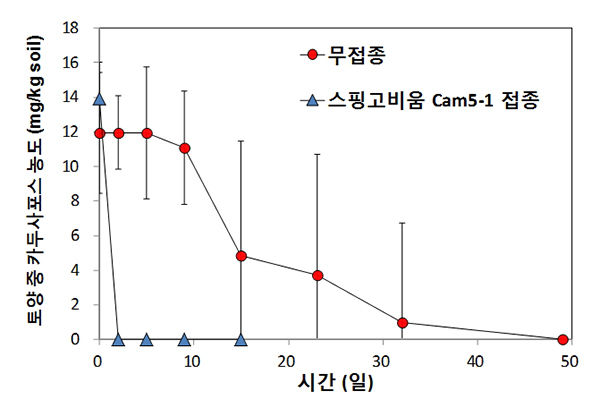 스핑고비움 Cam5-1 균주의 접종 시간에 따른 토양잔류 카두사포스 농도 변화