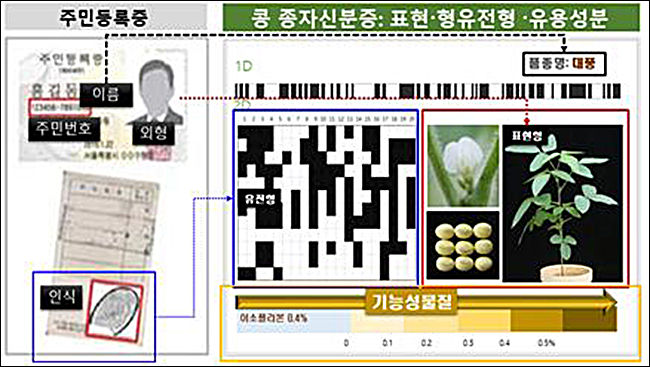 콩을 활용한 <종자신분증>의 시각화한 유전형 및 표현형 제시