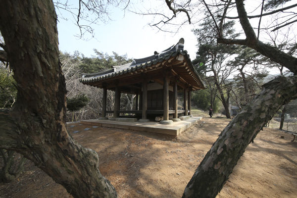 독수정 고목에서 본 모습