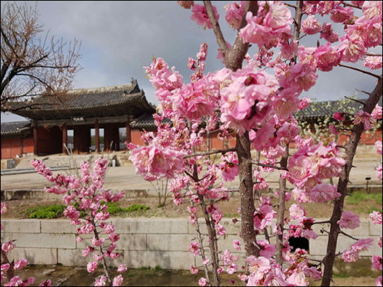 창경궁 옥천교 일원 전경