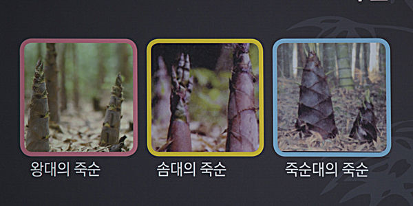 대나무 생태설명자료-자료관에서