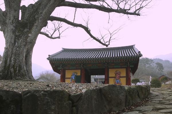 용흥사 사천왕문과 고목나무, 용흥사에서는 가장 오래된 증인