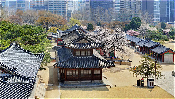 덕수궁 석어당과 살구꽃 전경