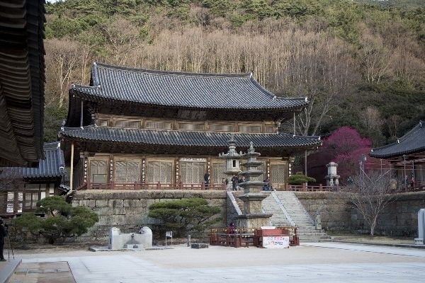 각황전 옆에 피어난 고목에 피어난 홍매화