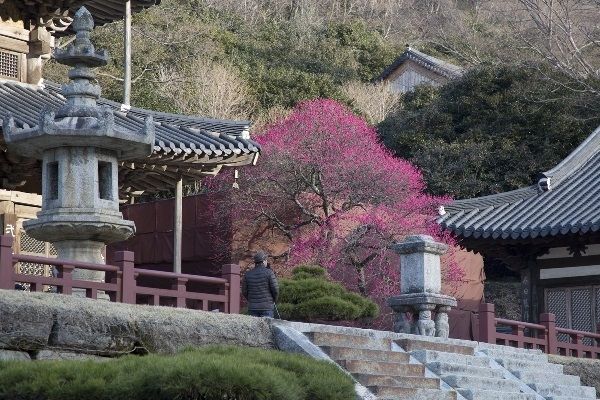 각황전 옆 홍매화