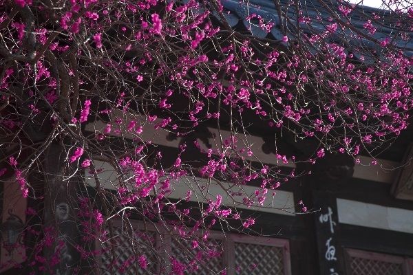 관음전을 배경으로 본 홍매화