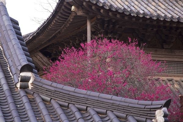 기와지붕 사이로 본 홍매화