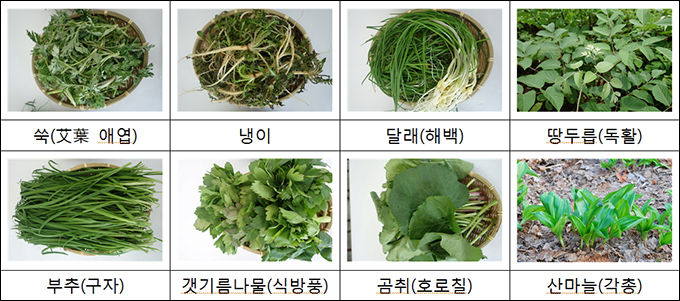 봄철 나물로 먹기 좋은 토종약초들