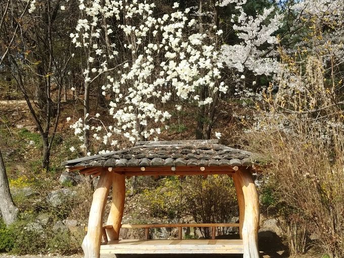 목련은 꽃잎이 많이 져서 한창때를 지난 느낌
