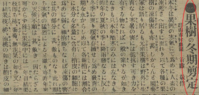 1917년 2월 14일치 <부산일보> 기사 "'과수의 동절기 전정" 갈무리