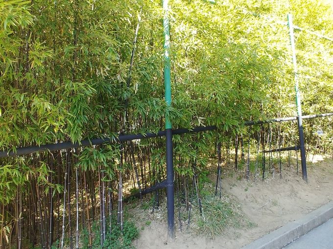 검은 대나무가 집 주변을 둘러싸고 있어서 ‘오죽헌(烏竹軒)’이라는 이름이 붙여졌다고 한다.