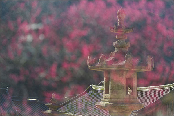 국보 제12호 화엄사 봄날, 석등(부회장 박정숙)