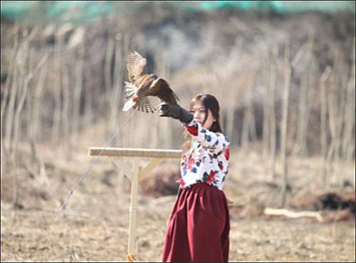 사냥매 줄밥부르기 현장