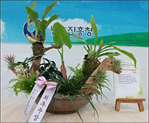 2019년 접시정원분야 최우수작 ‘미세먼지를 흡수하는 공기 청정 정원