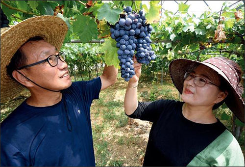 「여포와인농장」양조장 대표 부부
