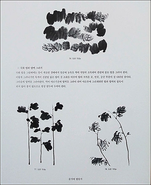 본문 내의 국화 엽과 엽맥그리기 예시