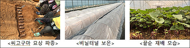 고구마 끝순 재배 방법