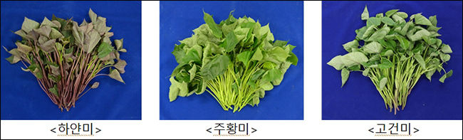 고구마 품종별 끝순