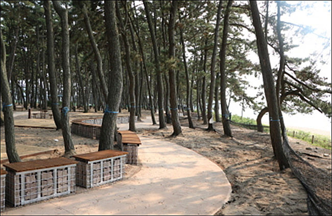 고사포해변(고사포자동차야영장의 송림 풍경), 문의 : 변산반도국립공원사무소(063-582-7808)