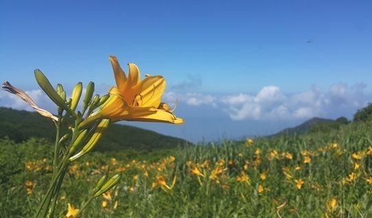 노고단(성삼재휴게소~노고단고개, 편도 4.7km), 전남 구례군 산동면 노고단로 1068, 지리산전남국립공원사무소(061-783-9106)